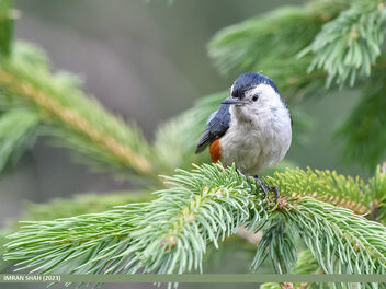 White-cheeked Nuthatch (Sitta leucopsis) - бесплатный image #501601